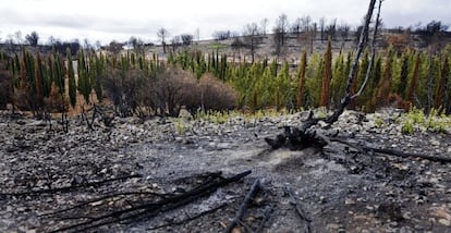 Barrera de cipreses que sobrevivi&oacute; al incendio del pasado julio en J&eacute;rica.