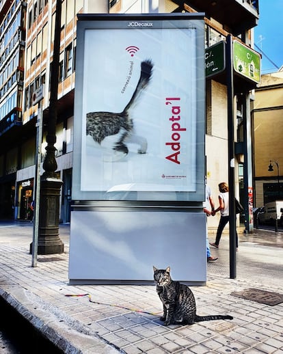 Un gato frente a un cartel de la campaña en Valencia.