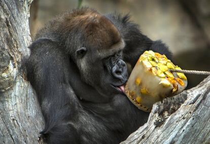 Cuidadores del Bioparc de Valencia colocan frutas, zumo y agua poco antes de que los gorilas de costa africano salgan del espacio oculto a los visitantes .