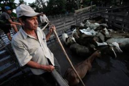 Hasta ayer se creía que habían perecido en total 120.000 reses en todo el departamento del Beni, pero hoy se conoció de la muerte 80.000 terneros en la provincia beniana de Yacuma. EFE/Archivo