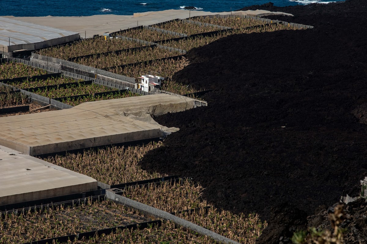 La lava del volcán oscurece el futuro del plátano de La Palma cuatro años después por los “gases tóxicos” y “el calentamiento de las coladas”