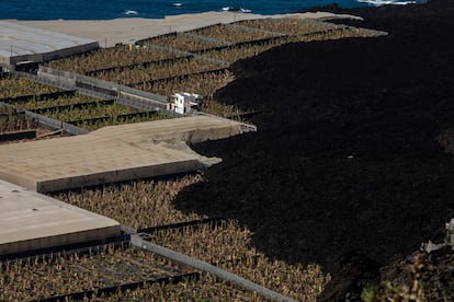 Plantación de plátanos de Canarias