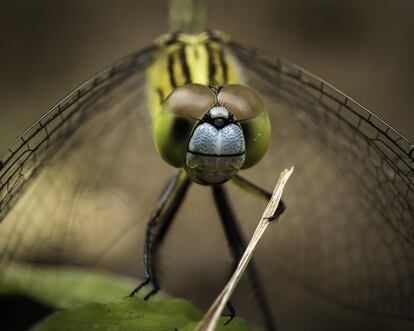 Esta libélula con su aparente batuta fue fotografiada en la propvincia filipina de Zambales, en la isla de Luzón, al norte del país. El nombre de la especie en inglés es "Chalky Percher Damselfly".