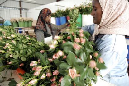 Dos trabajadoras preparan flores para la exportación en Adis Abeba.