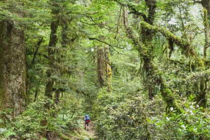 Parque natural en la isla Norte de Nueva Zelanda.