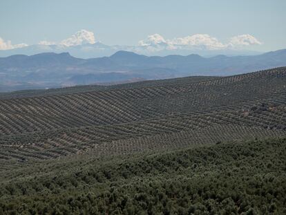 Olivares del término municipal de Villacarrillo, en Jaén.