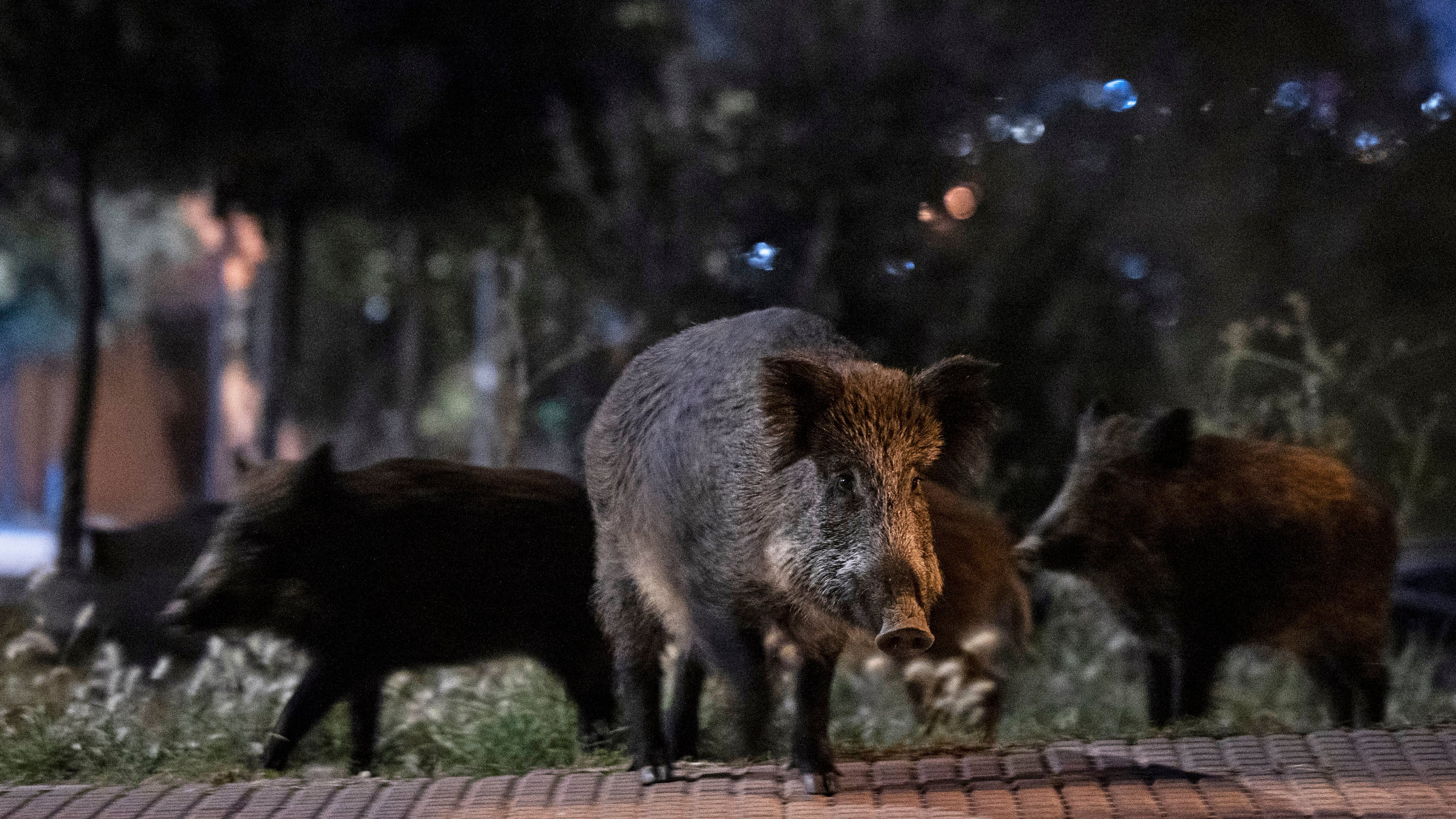 Кабаны на подъеме: как в Испании растет популяция диких свиней