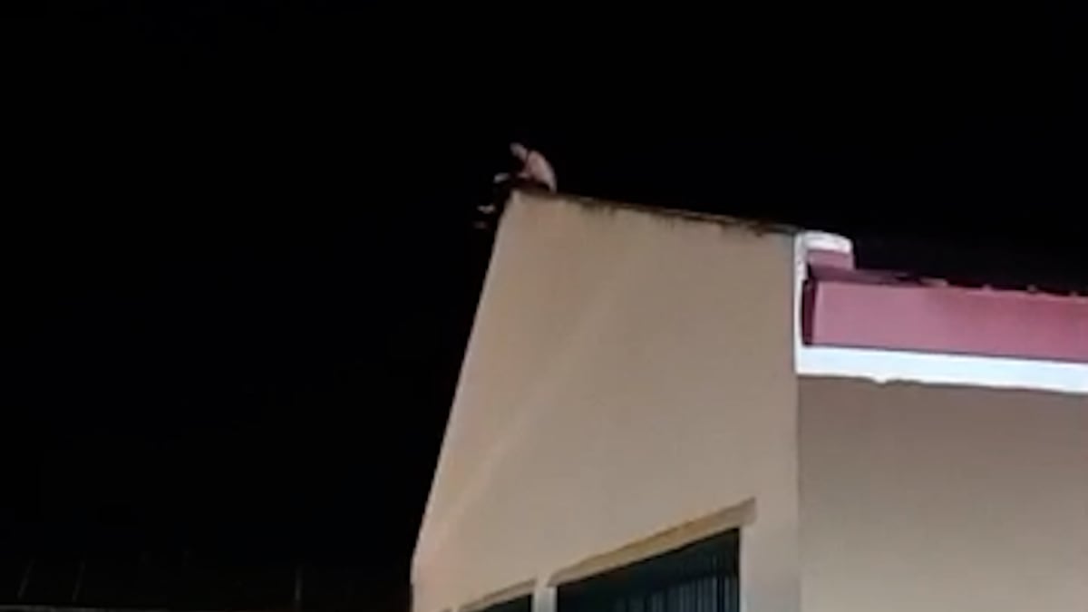 Un preso se fuga de una celda de aislamiento y se encarama al tejado de la cárcel