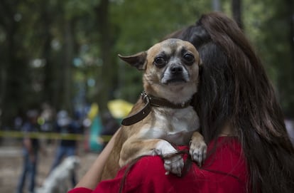 Una perro durante un paseo en el Parque México ubicado en la colonia Condesa en Ciudad de México.