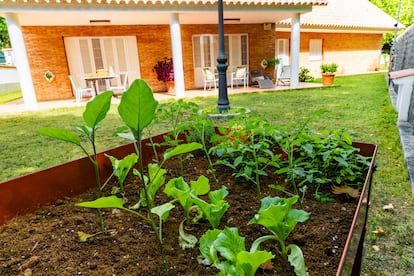 Lechuga, rúcula, 'kale', acelga, espinaca, escarola... Los cultivos de hoja verde funcionan mejor con el frío, porque evitan un florecimiento rápido.