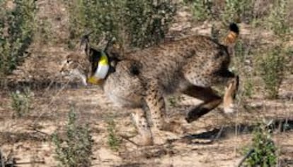 Imagen de un lince ib&eacute;rico en acci&oacute;n en Do&ntilde;ana.