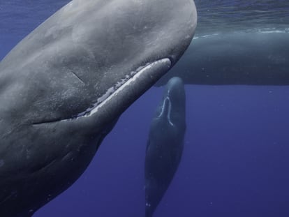 Una familia de cachalotes con una cría, en una imagen del documental 'Los secretos de las ballenas'.