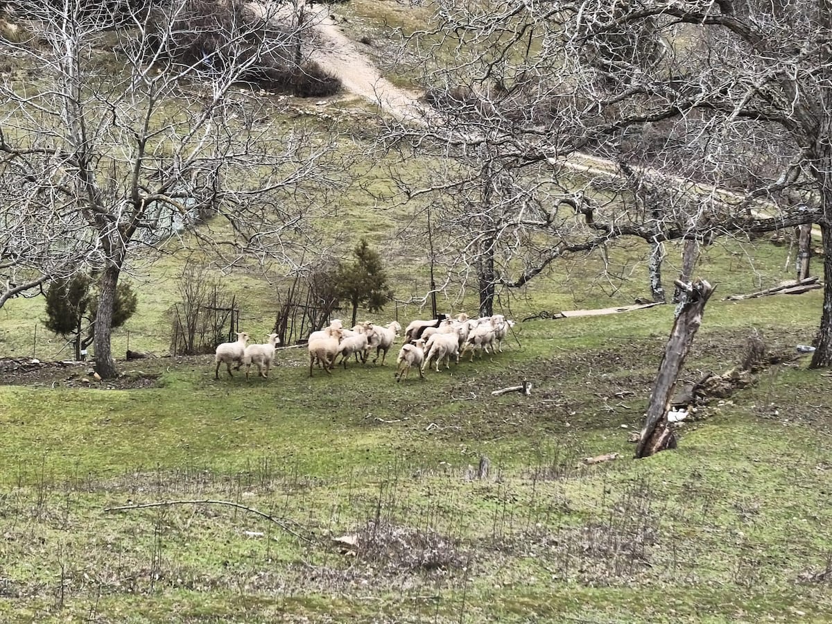 Investigan al dueño de una explotación ganadera en San Roque (Cádiz) en la que se encontraron 30 ovejas muertas