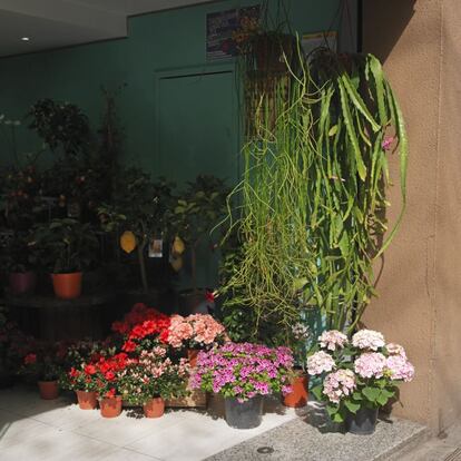 Una floristeria al carrer Gran de Sant Andreu, a Barcelona.