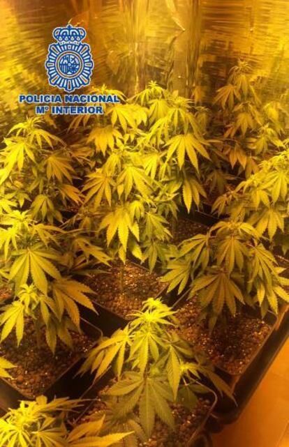 An indoor marijuana grow operation (file photo).