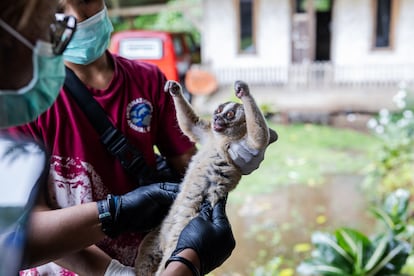 Nur Purba Priambada, veterinario de IAR en el Parque Nacional Gunung Halimun Salak