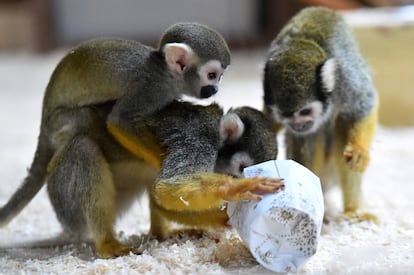 Varios monos inspeccionan un paquete que han recibido como regalo de Navidad en el zoo de La Fleche (Francia).