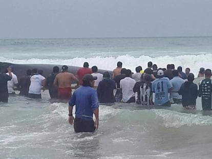 Decenas de personas ayudan a la ballena a volver al mar en Punta Carnero.