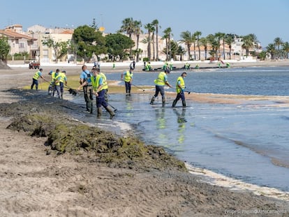 Operarios realizando tareas de limpieza en el Mar Menor este mes.