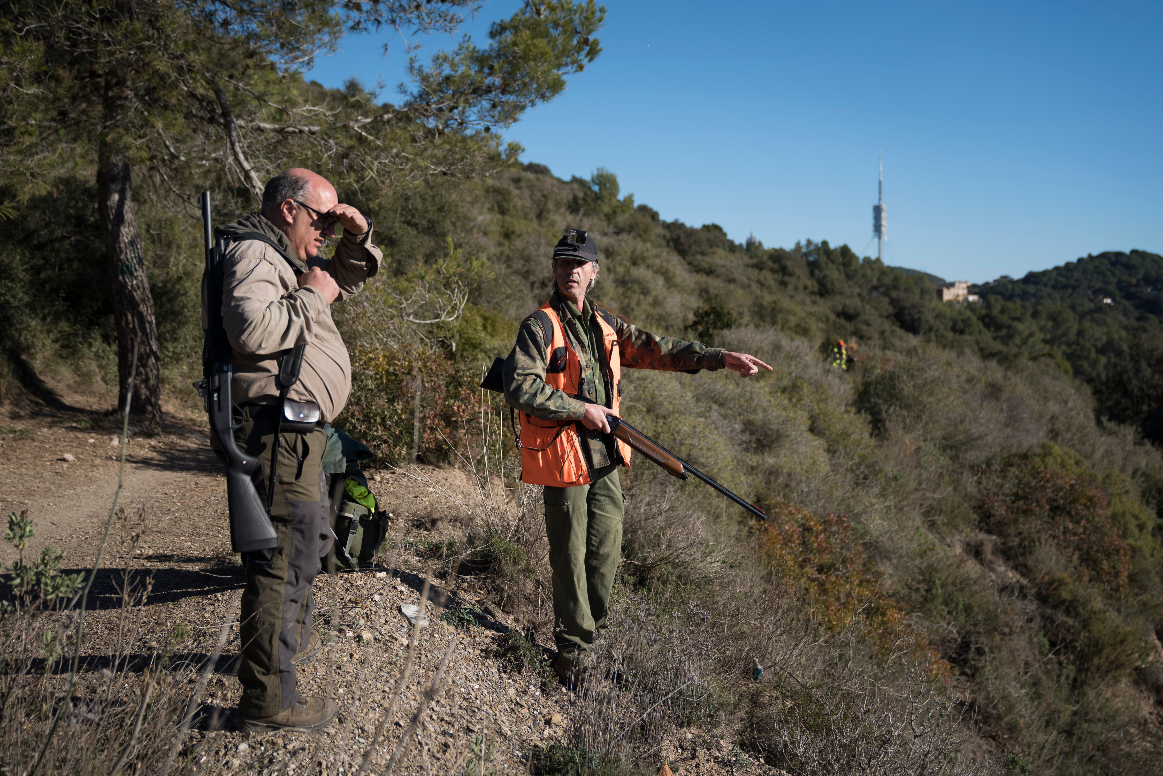 Dos cazadores durante una batida de captura de jabalíes en la sierra de Collserola de Barcelona en 2021.