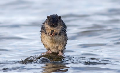 Dank der Krallendaumen können Nagetiere hartschalige Früchte fressen, aber nicht nur das. Auf dem Bild ist eine Rakali, eine australische Wasserratte, zu sehen, die ein Weichtier öffnet.