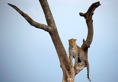 Un leopardo sentado en una rama de la reserva Maasai Mara de Kenya. 