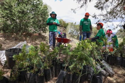 Iberdrola México reforestación