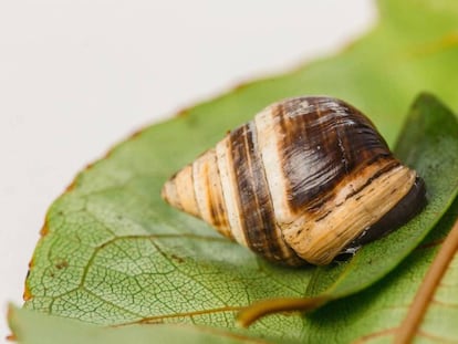 Imagem do solitário caracol ‘George’.