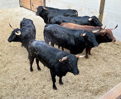Novillos de la ganadería Pincha lidiados el pasado 8 de septiembre en Calasparra.