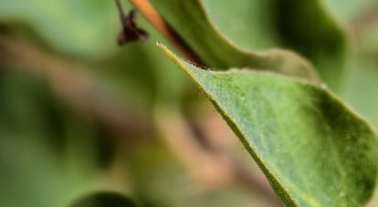Macro con el vivo X500 Pro Max