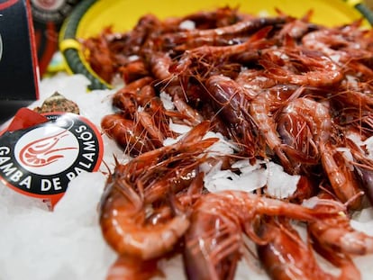 Ejemplares de crustáceos en la V Feria de la Gamba de Palamós.