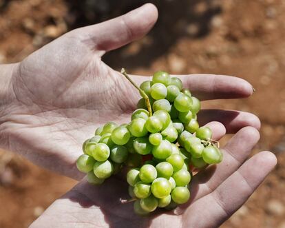 Uvas de verdejo.