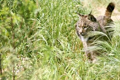 Morena en una imagen tomada por el Programa de Conservación Ex-situ del Lince Ibérico.  www.lynxexsitu.es