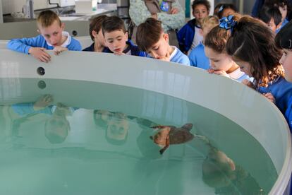 En Bioparc Gijón se recuperan ejemplares de tortugas boba. Representan un buen ejemplo de la conservación 'in situ' y 'ex situ'.