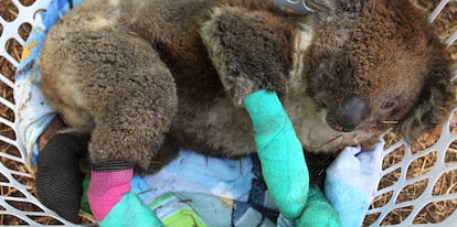 Un koala herido descansa en una canasta de lavado en el Kangaroo Island Wildlife Park en la región de Parndana (Australia), el 8 de enero.