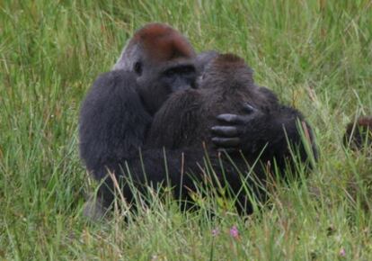 Dos gorilas de montaña se abrazan en el Parque Nacional Virunga