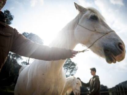 Terapia con caballos en el Centro de Adicciones CITA.