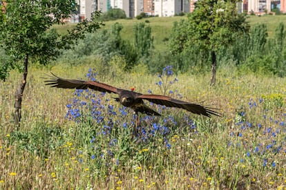 Thor, en pleno vuelo en la zona de Bosquesur en Leganés