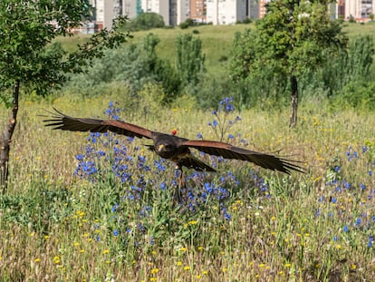 Thor, en pleno vuelo en la zona de Bosquesur en Leganés