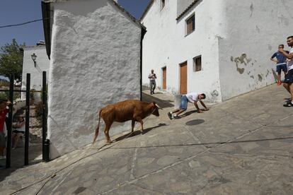 A heifer chases a runner during the Toro de Cuerda festival in Villaluenga del Rosario. These public festivals see locals “playing” with the bulls, displaying their strength and bravery, while trying to avoid being gored.