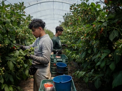 Migrantes en la empresa Los Mimbrales, en la localidad onubense de Almonte.