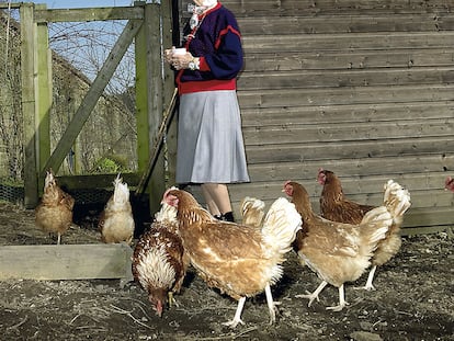 Deborah Vivien Cavendish, difunta duquesa de Devonshire, alimentando a sus adoradas gallinas.