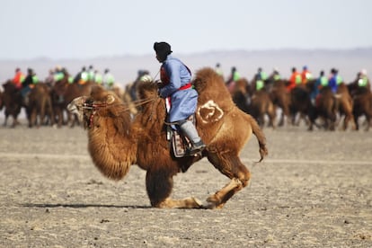 Un camello se arrodilla antes de la carrera.