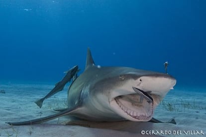 Un tibur&oacute;n lim&oacute;n aliment&aacute;ndose.