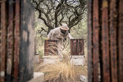 En las últimas décadas, se ha registrado disminución de colmenas en todo el mundo; han muerto miles de millones de abejas y las proyecciones de los últimos tres años son peores. La vida en el planeta sufre la amenaza de su extinción y los últimos apicultores artesanales afrontan entornos cada día más hostiles.