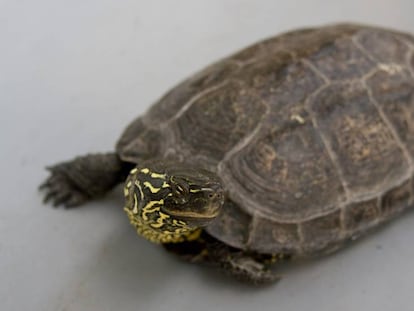 Um exemplar adulto de tartaruga chinesa de três quilhas.
