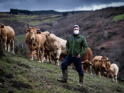 Fermín Fernández, vecino de Lamas (Cervantes), con algunas de sus vacas, alimentadas al aire libre en las montañas de Os Ancares.