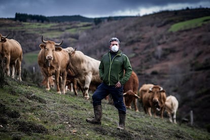 Fermín Fernández, vecino de Lamas (Cervantes), con algunas de sus vacas, alimentadas al aire libre en las montañas de Os Ancares.