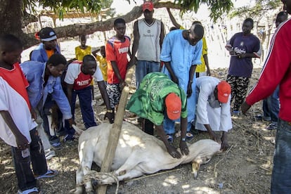 En honor por la llegada de Keba a su aldea de Senegal, un grupo de hombres se disponen a sacrificar un cebú. En Senegal es donde se ha logrado avanzar en la erradicación de esta enfermedad utilizando diversos métodos para controlar las moscas tsetsé con la utilización principalmente de trampas, tratamientos con plaguicidas y estrategias de liberación de machos estériles.