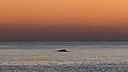 Una ballena se acerca a 50 metros de la playa de Barcelona en el último domingo del año,